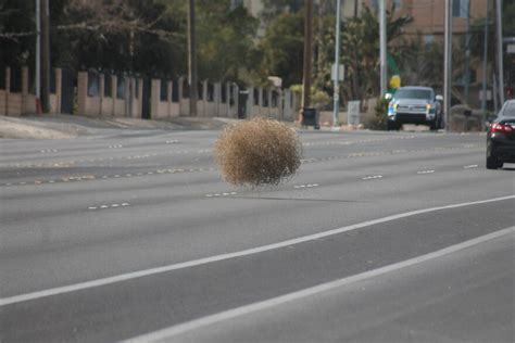 Tumbleweed Street