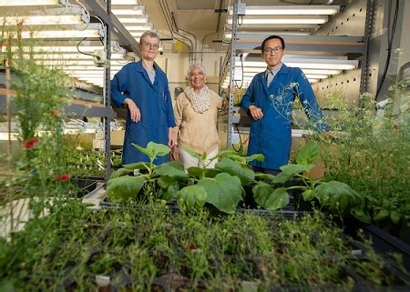 Tumbuhan Mampu Membuat Makanan Sendiri Sehingga Dikenal Sebagai Organisme