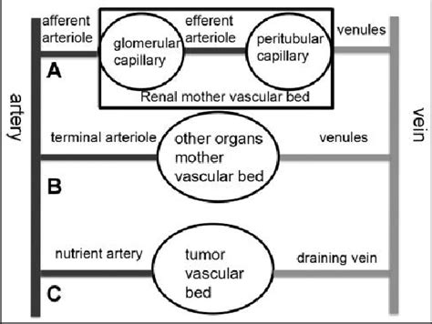 Tumor Vascular Bed