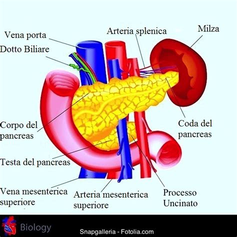 tumore al pancreas sintomi iniziali