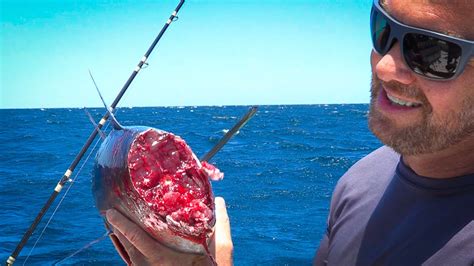 tuna and sharks massachusetts