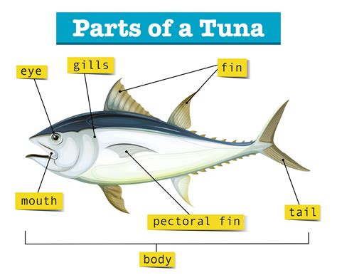 Tuna Fish Anatomy