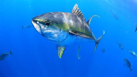 Tuna Fish