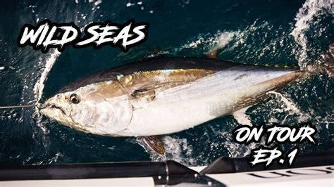 Tuna Fishing Trips Cornwall