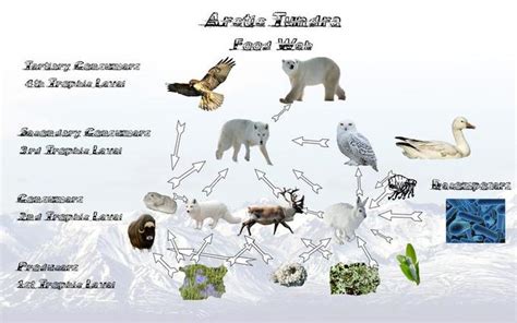 Tundra's Top Tier: Exploring the Key Tertiary Consumers of This Arctic Landscape