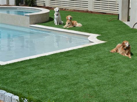 turf grass for dogs