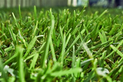 turf grass types