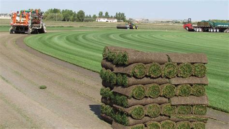 turf sod farms near me