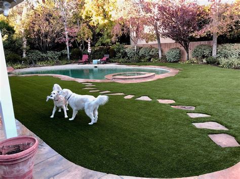 Turf With Dogs