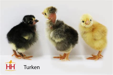 Turkens Chicks