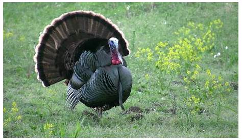 Turkey Season Michigan