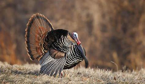 Tennessee's 2020 turkey season will be open for business