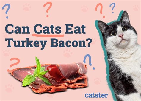 Turkey Bacon Cat