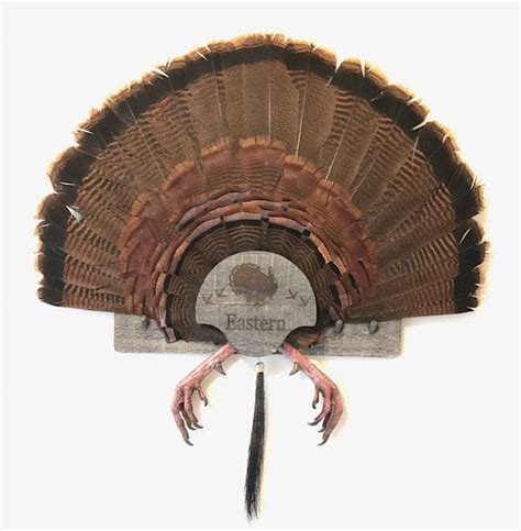 Turkey Beard Display Mount