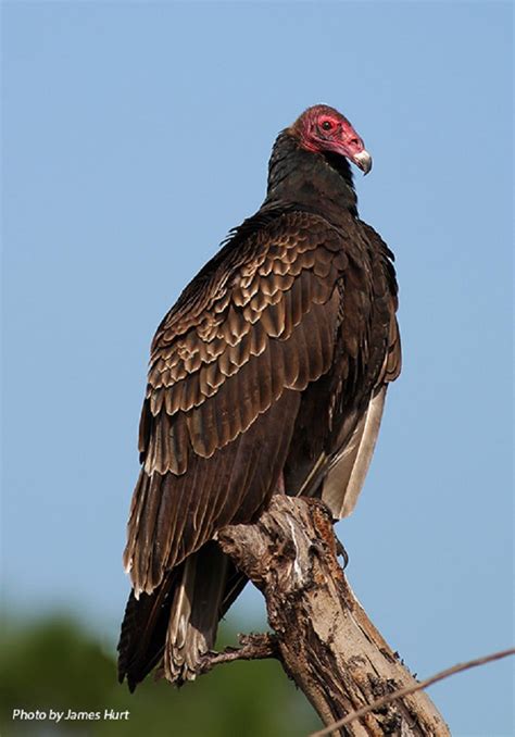 Turkey Buzzard Vulture