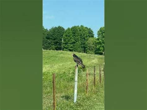 Turkey Buzzard Wv