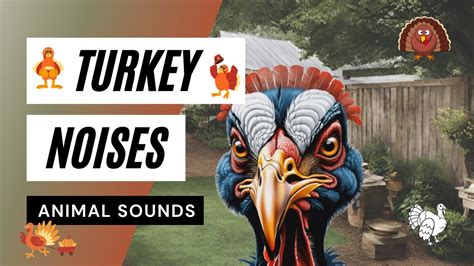 Turkey Call Noises