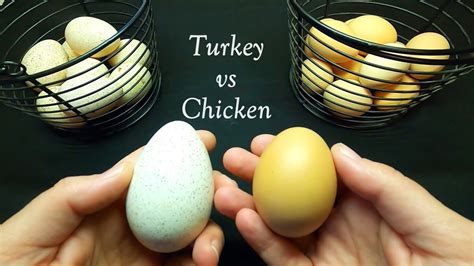 Turkey Chicken Egg