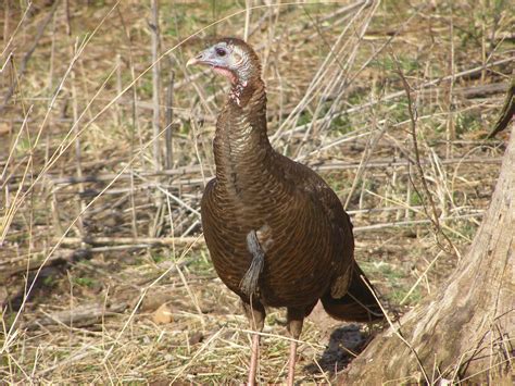turkey hen with beard