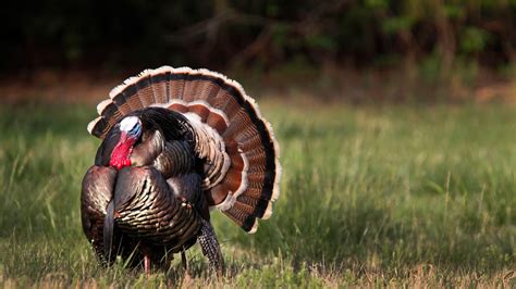 turkey hunting season oklahoma