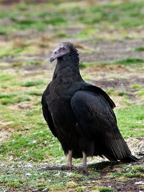 Turkey Vulture Buzzard