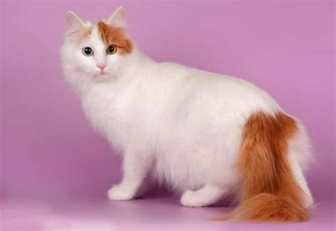 turkish van cost