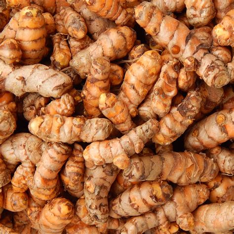 Turmeric Root Tuber