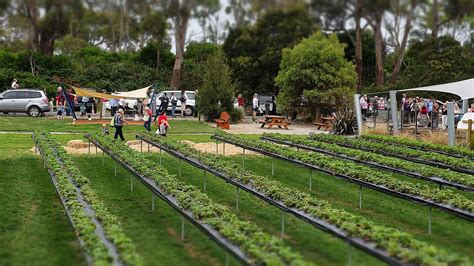 Turners Beach Berry Patch