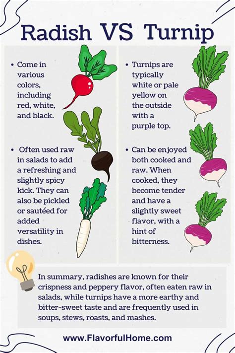 Turnip Difference Between Radish