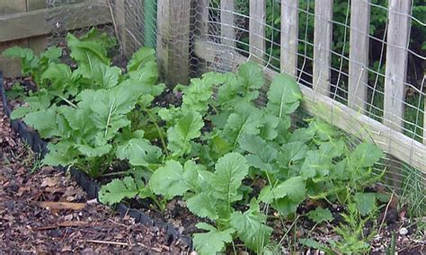 Turnip Greens Maturity