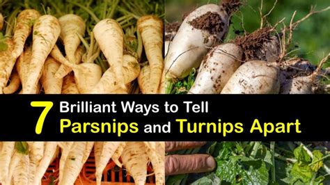 Turnip Or A Parsnip