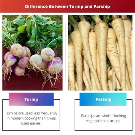 Turnip Radish Parsnip