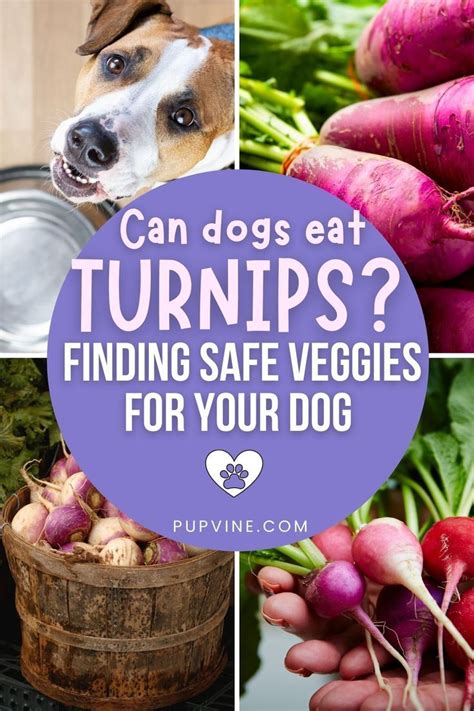 Turnips Dogs Safe