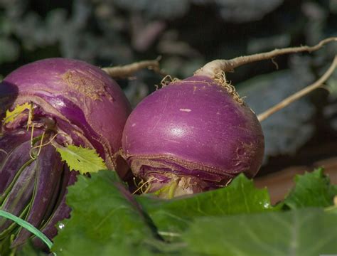 Turnips Images