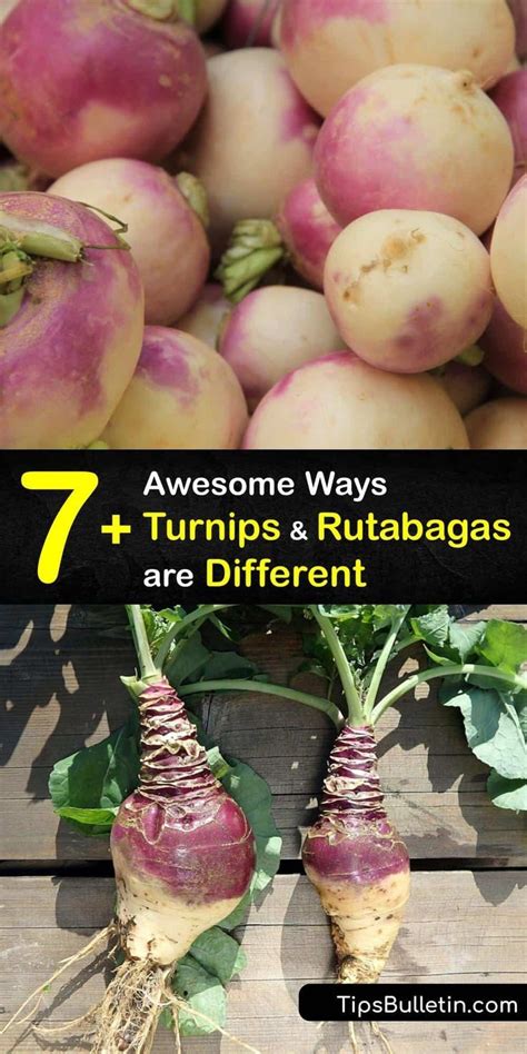 Turnips Other Names