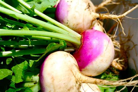 Turnips Quality