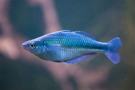 Turquoise Rainbow Fish