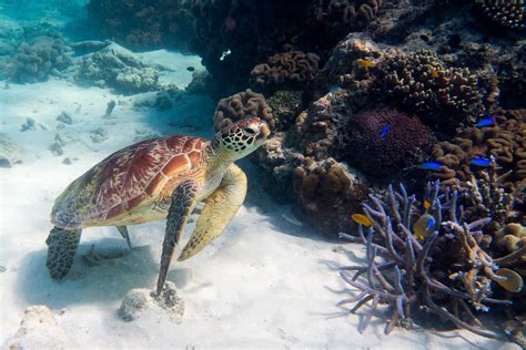 Turtle Reef Snorkel Honolulu, HI