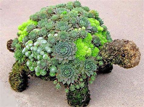 30+ Creative DIY Succulent Turtle Tutorial Clay plant pots, Succulent