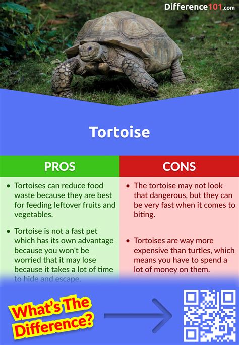 Turtle Advantages And Disadvantages