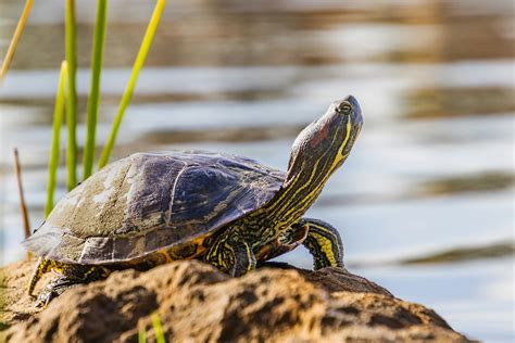 Discover 5 Insights turtle basking unveiling essential pet care secrets
