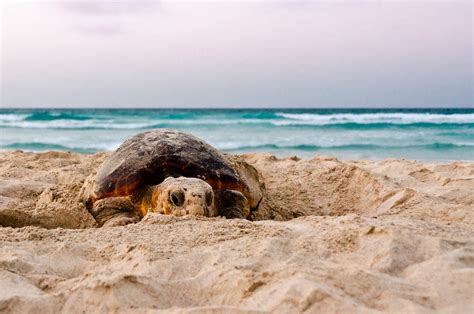 Supporting Turtle Conservation in Boa Vista