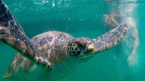 turtle conservation Mancora