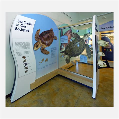 turtle display center