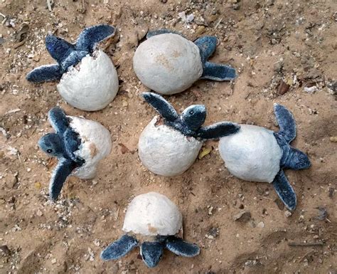 turtle eggs
