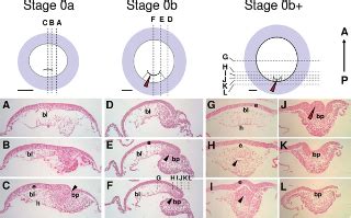 turtle gastrulation