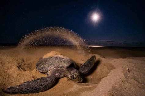 turtle nesting at night