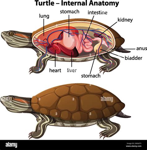 turtle organ formation