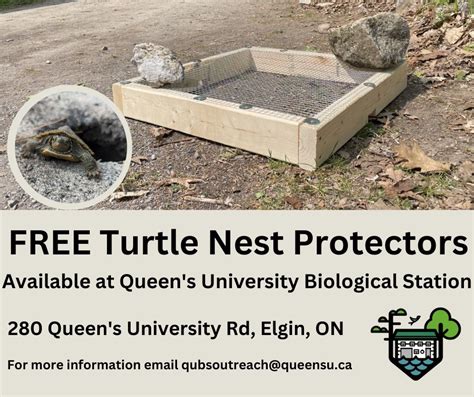 turtle protection