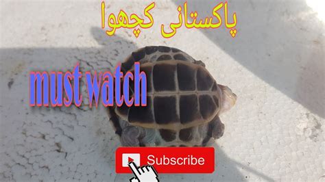 Turtle Purchase In Karachi
